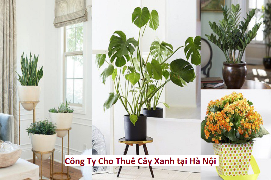 Công ty cho thuê cây xanh Hà Nội